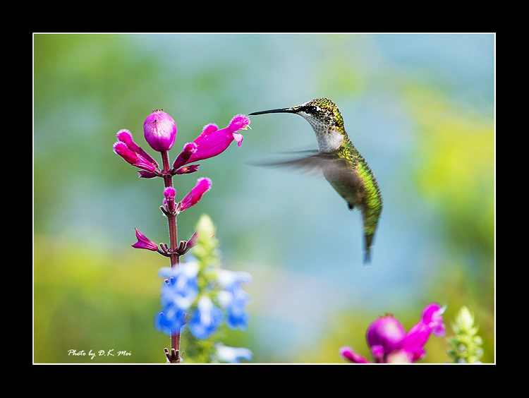 DSC_4817C.jpg