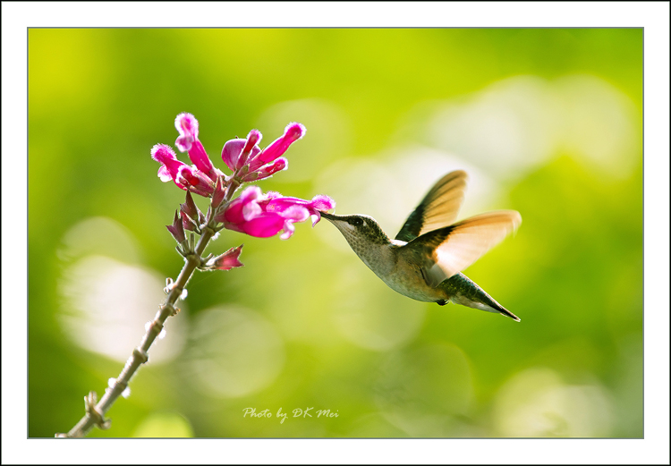 DSC_5079C.jpg