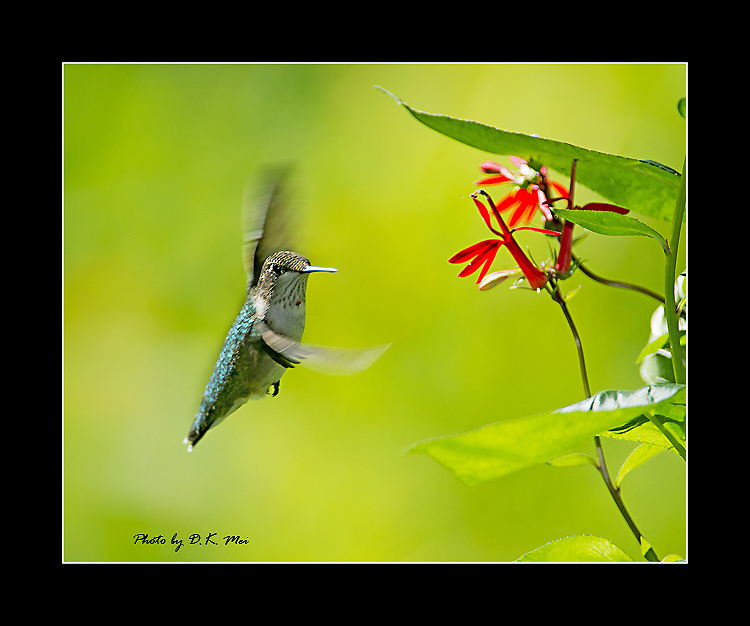 DSC_5159C.jpg