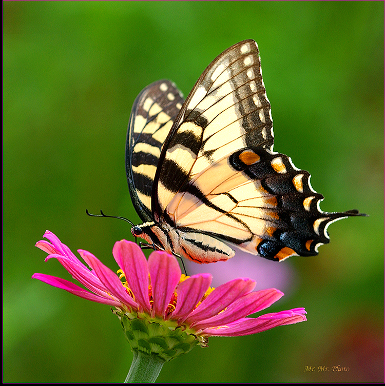 Butterfly 7.jpg
