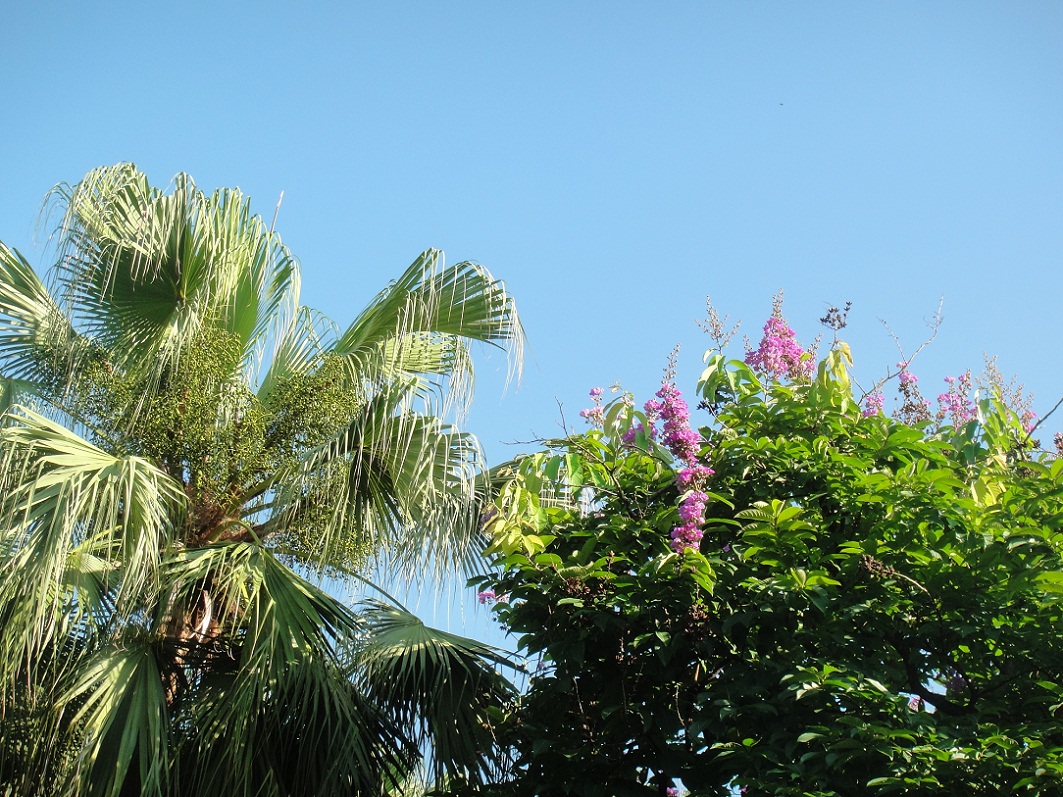 DSC08133.JPG