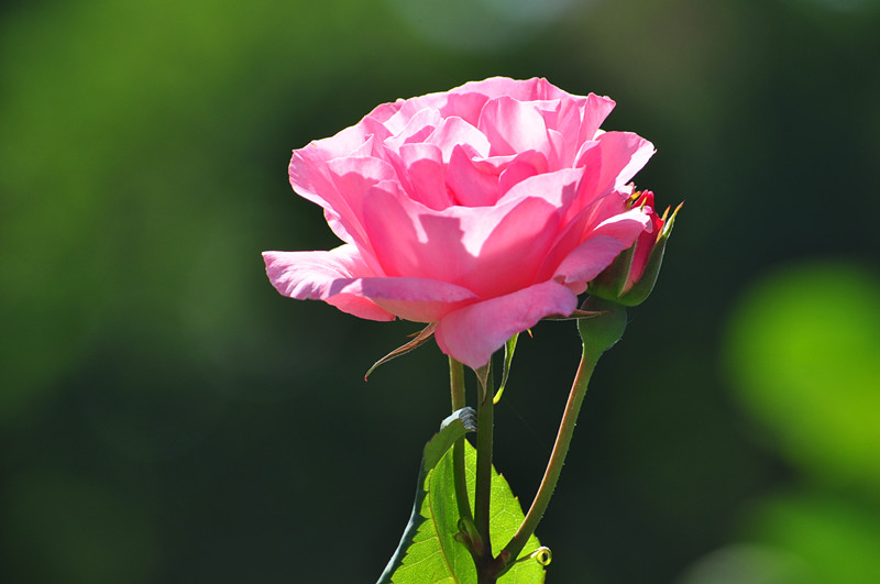 DSC_0792_����.jpg