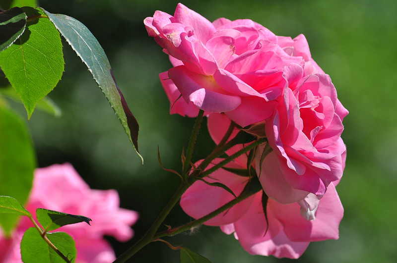 DSC_0764_����.jpg
