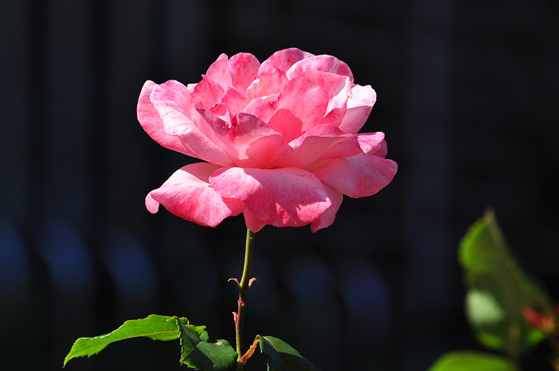 DSC_0796_����.jpg