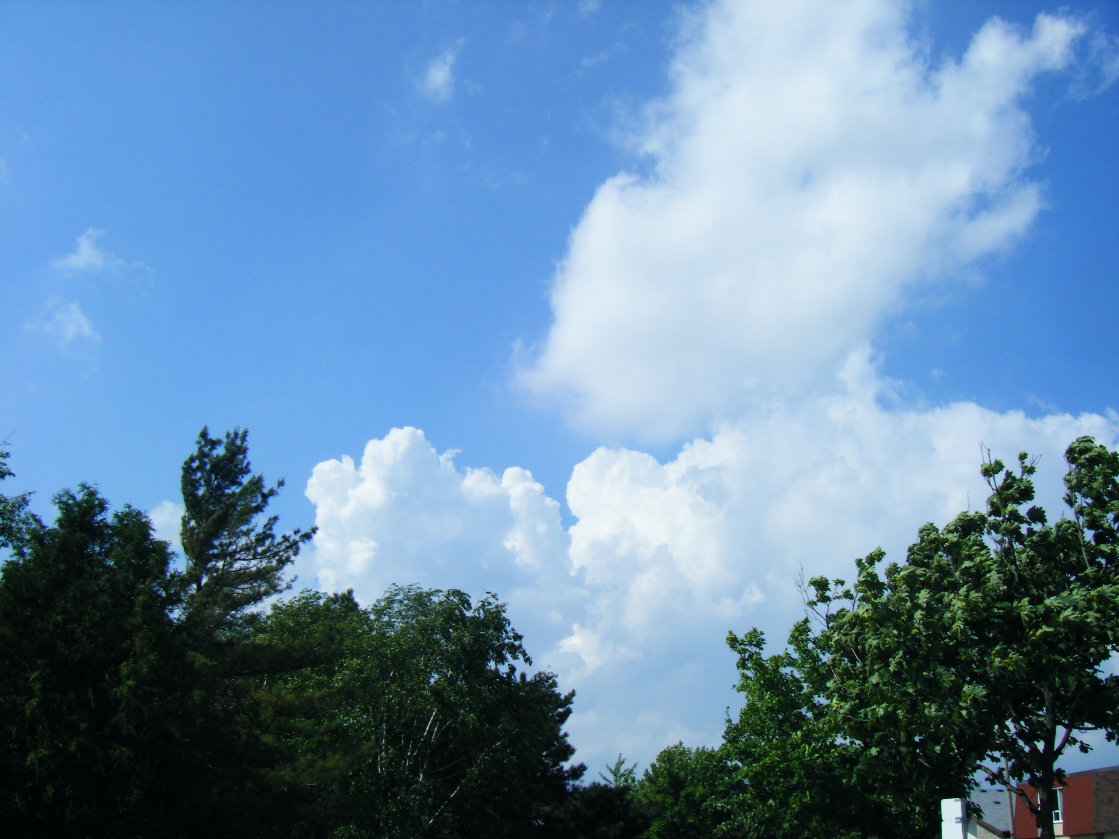 隨拍（花卉·藍天白雲------） 040.JPG