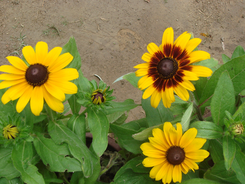 DSC01932_.jpg