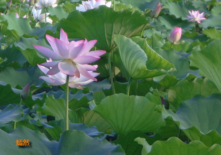 DSC02609.JPG