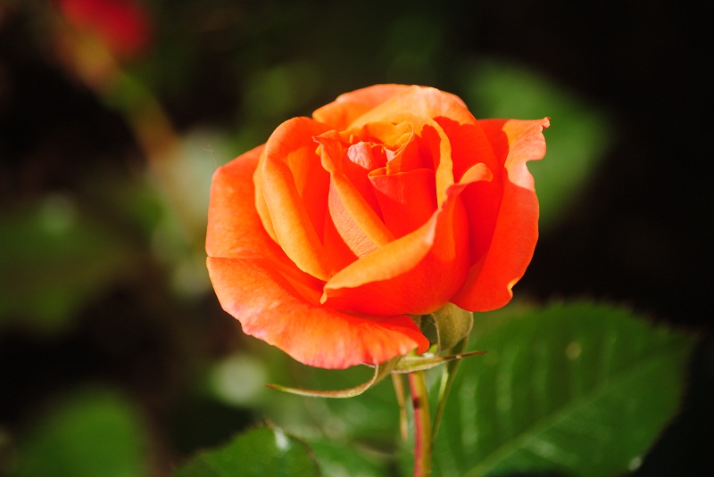 DSC_0438.JPG