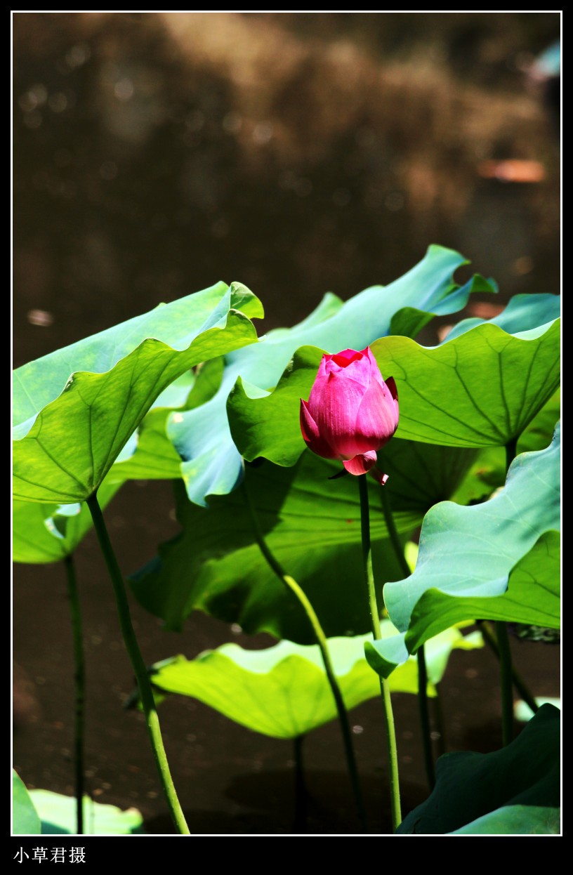 IMG_8050_conew1.jpg