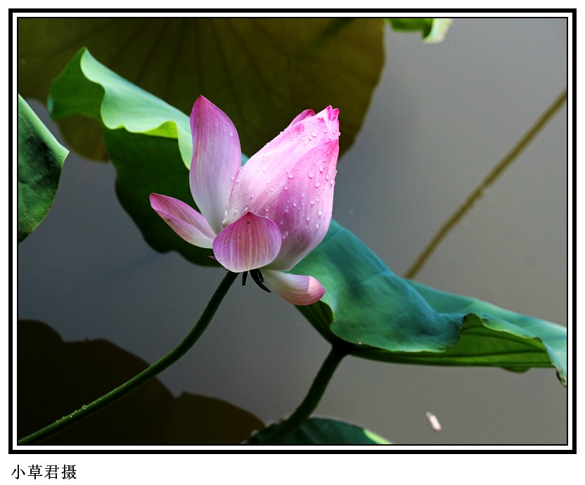 IMG_7987_conew1.jpg