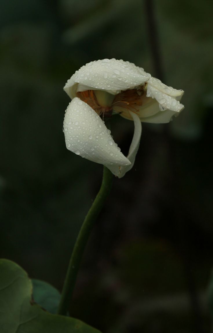 IMG_1278.jpg