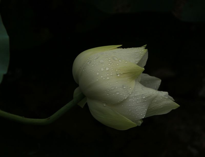 IMG_1282.jpg
