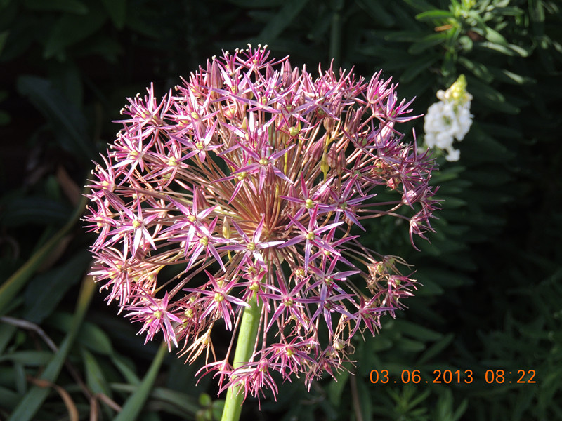 flower 525_副本.jpg