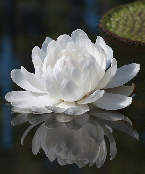500px-Victoria_amazonica_edit_1.jpg