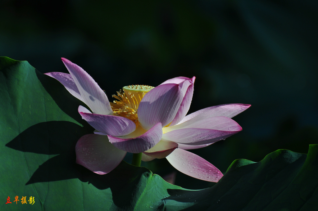 DSC_9443.JPG