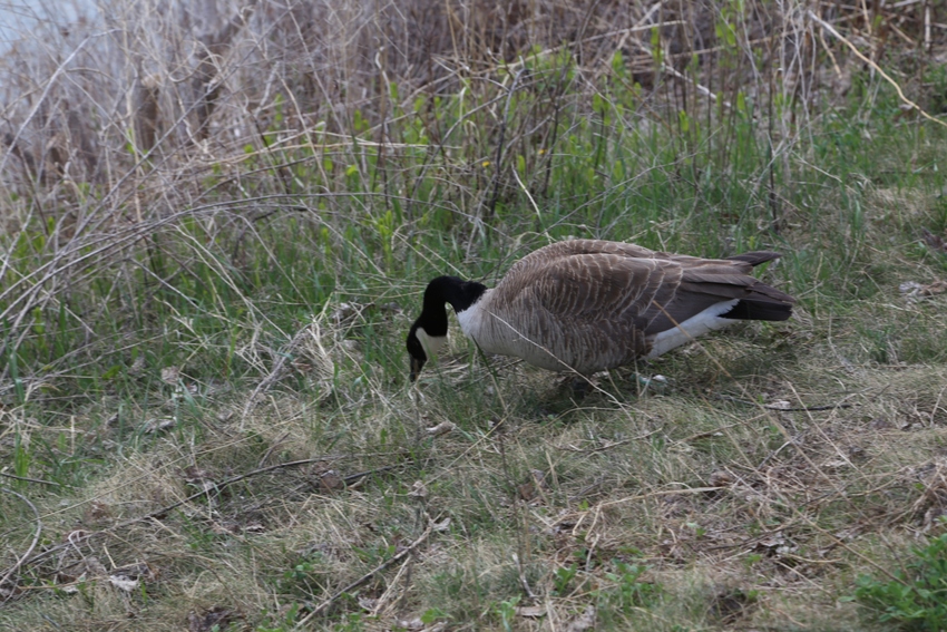 IMG_2995.JPG