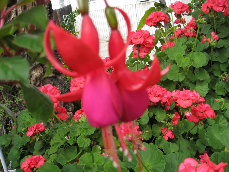 IMG_2317.JPG