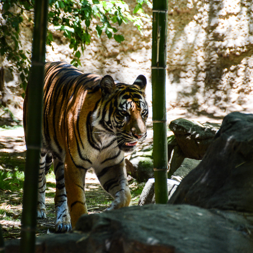 DSC_0573_1.jpg