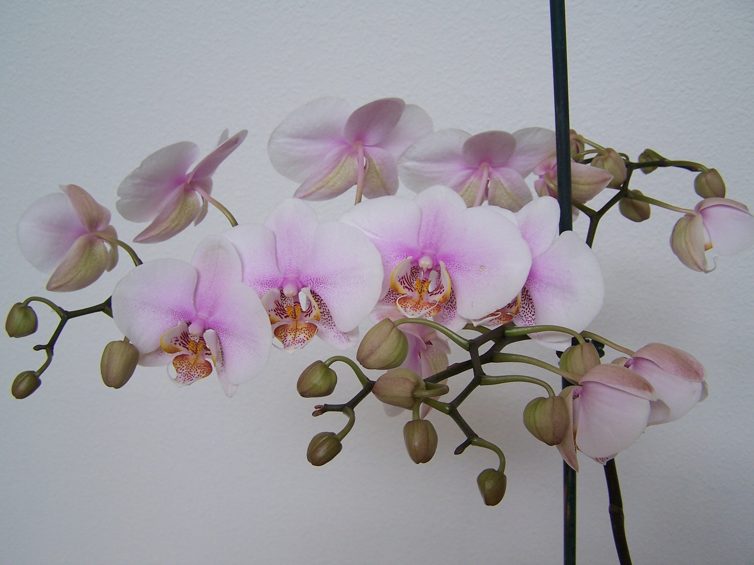 100_6315.JPG