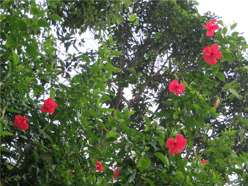 IMG_2241.jpg