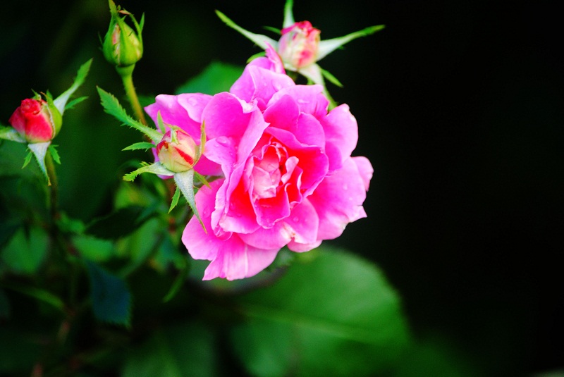 DSC_0116.JPG