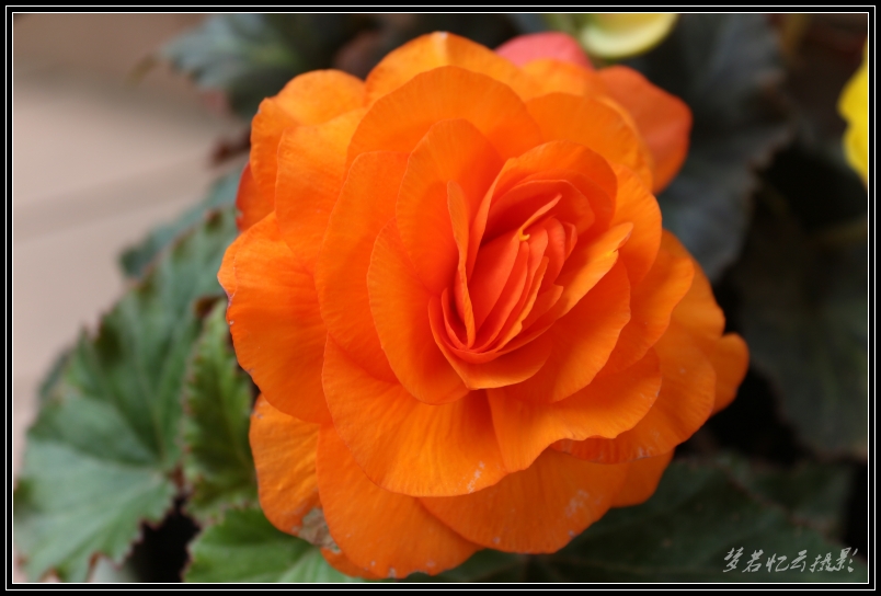 20130617 015_conew1.jpg