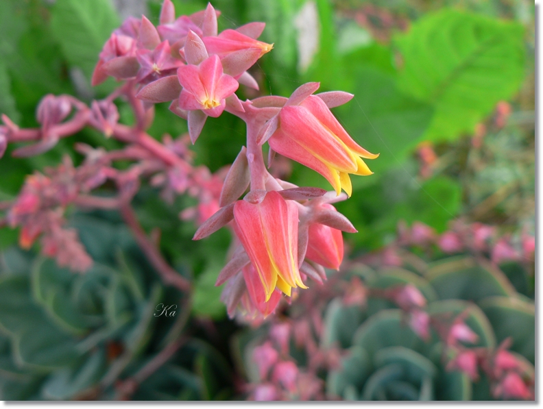 flowers 28-02-13 015.jpg