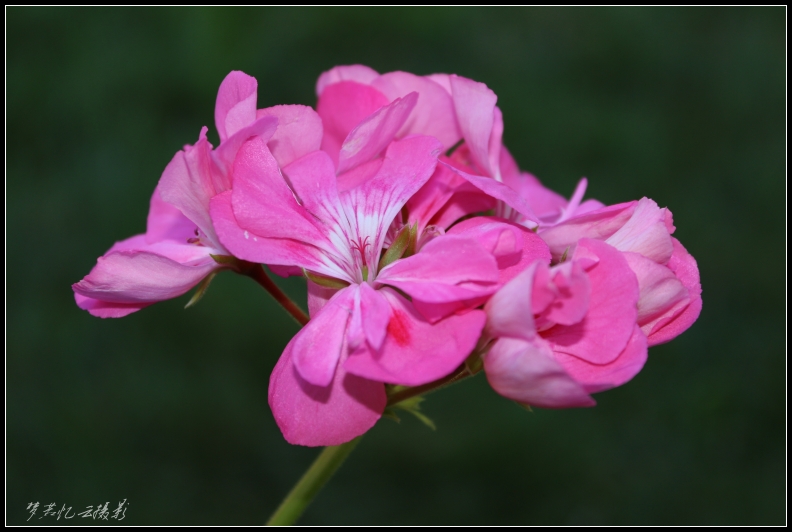 20130725 037_conew1.jpg
