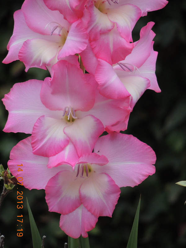 flower 240_.jpg