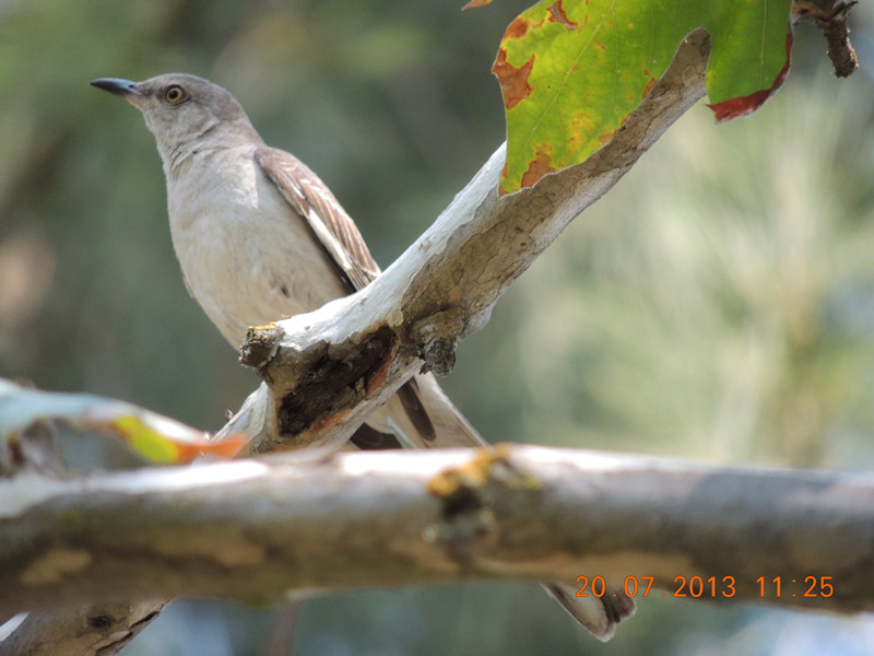 bird 132_.jpg