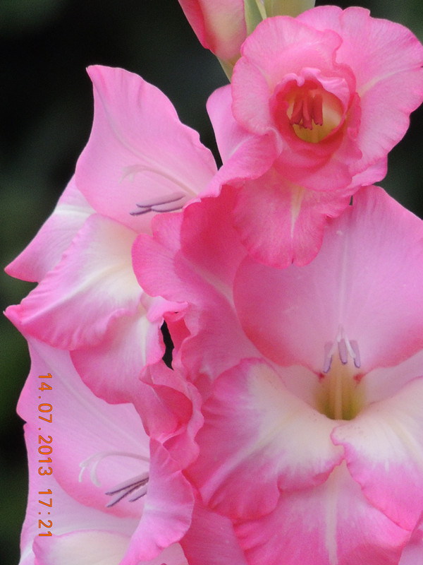flower 244_.jpg
