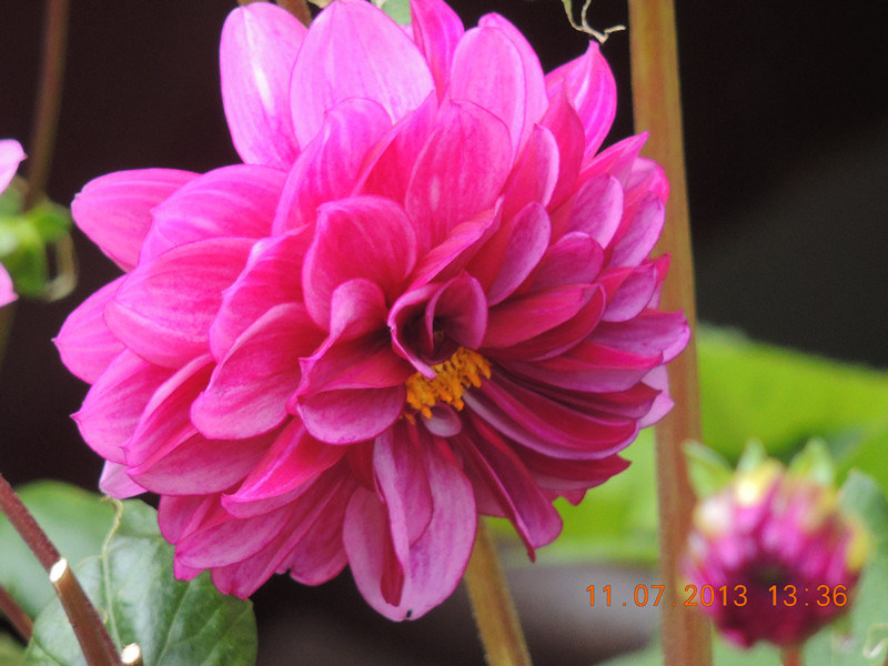 flower 204_.jpg