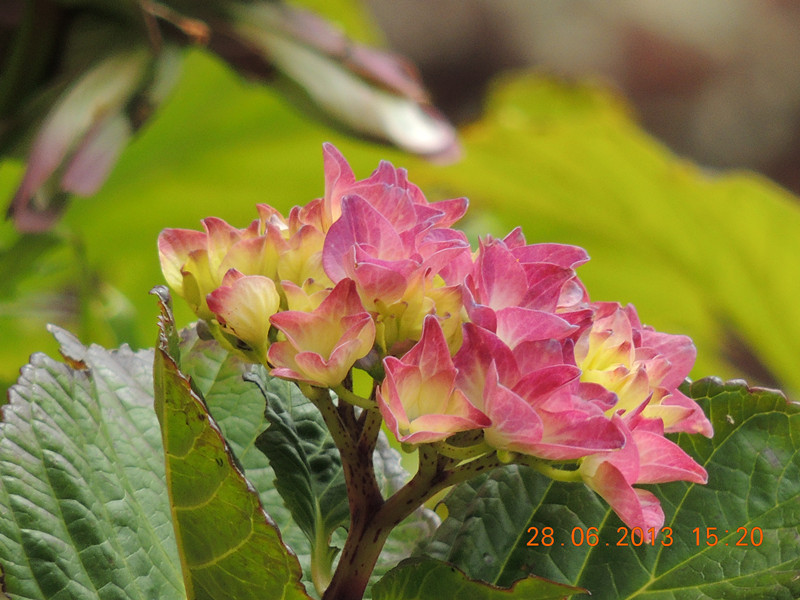 flower 043_.jpg