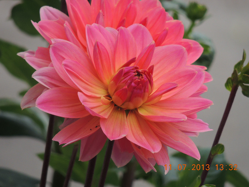 flower 186_.jpg