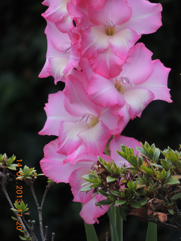 flower 242_.jpg