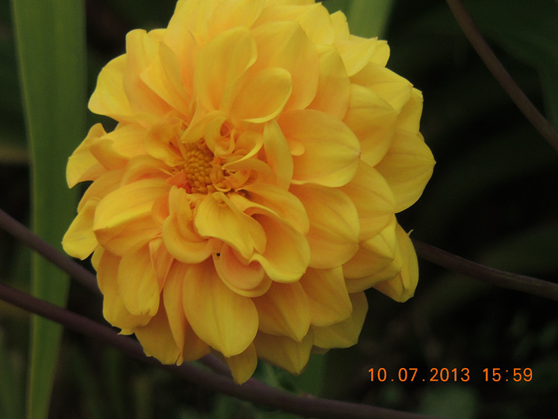 flower 176_.jpg