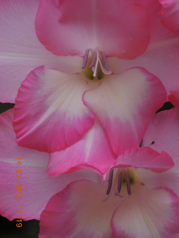 flower 238_.jpg