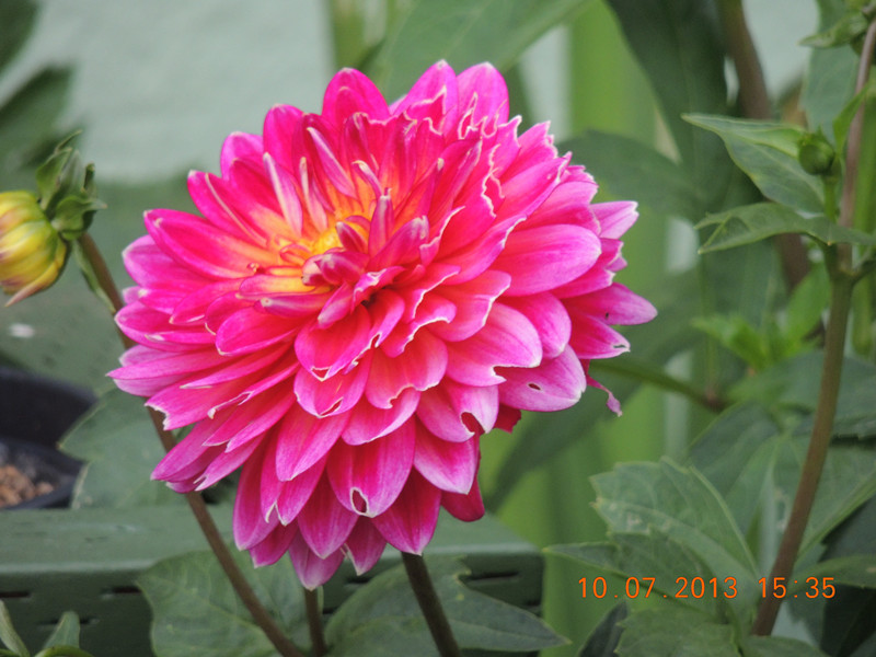 flower 126_.jpg