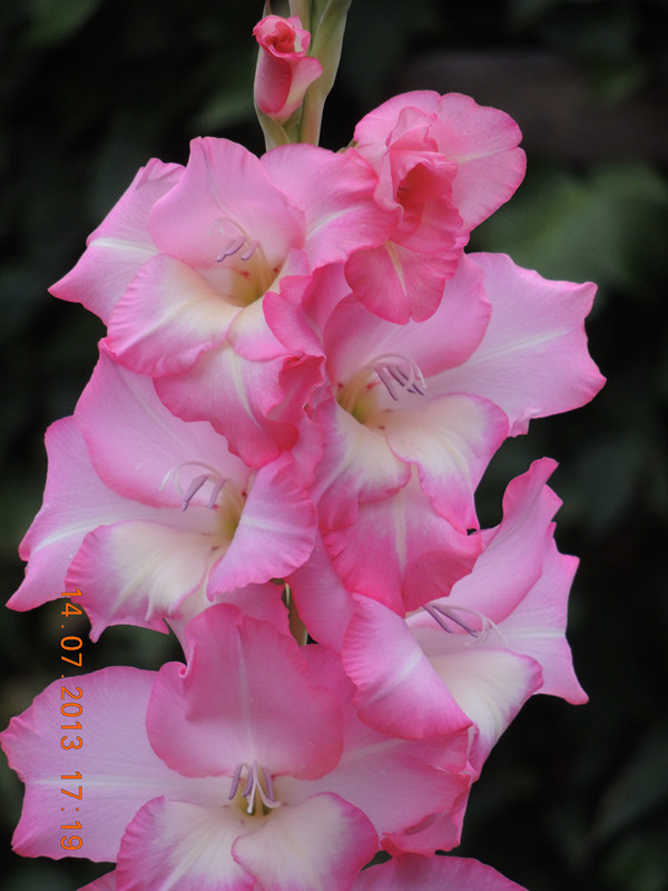 flower 239_.jpg