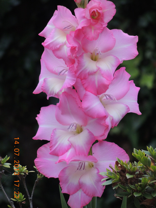 flower 248_.jpg