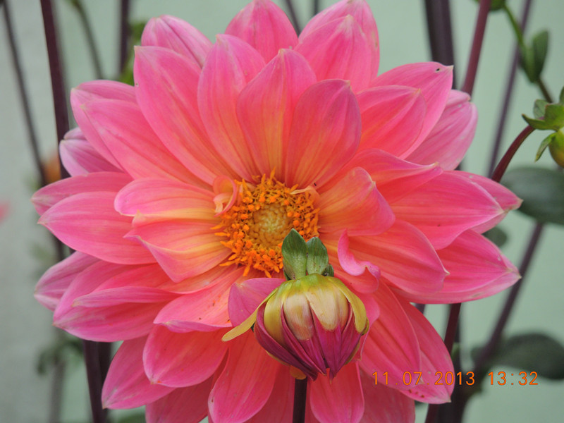 flower 187_.jpg