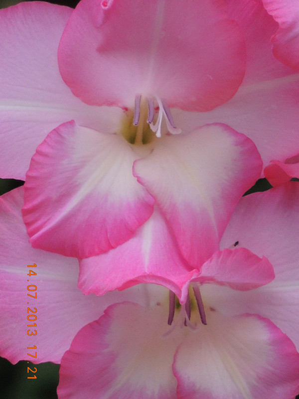 flower 246_.jpg