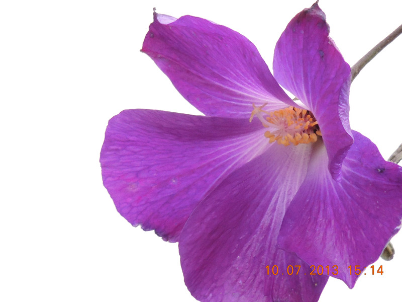 flower 119_.jpg