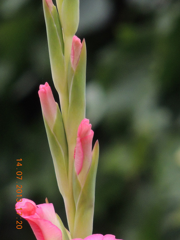 flower 243_.jpg
