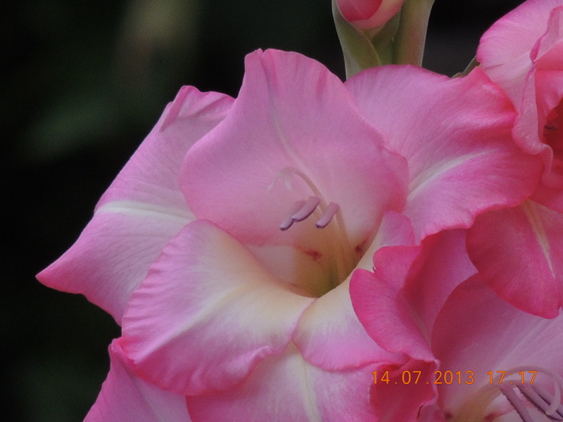flower 230_.jpg