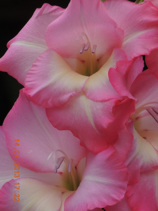 flower 247_.jpg