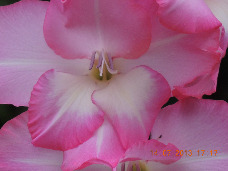 flower 232_.jpg