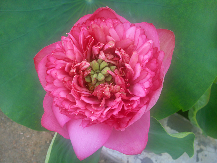 Ƭ0050_12.jpg