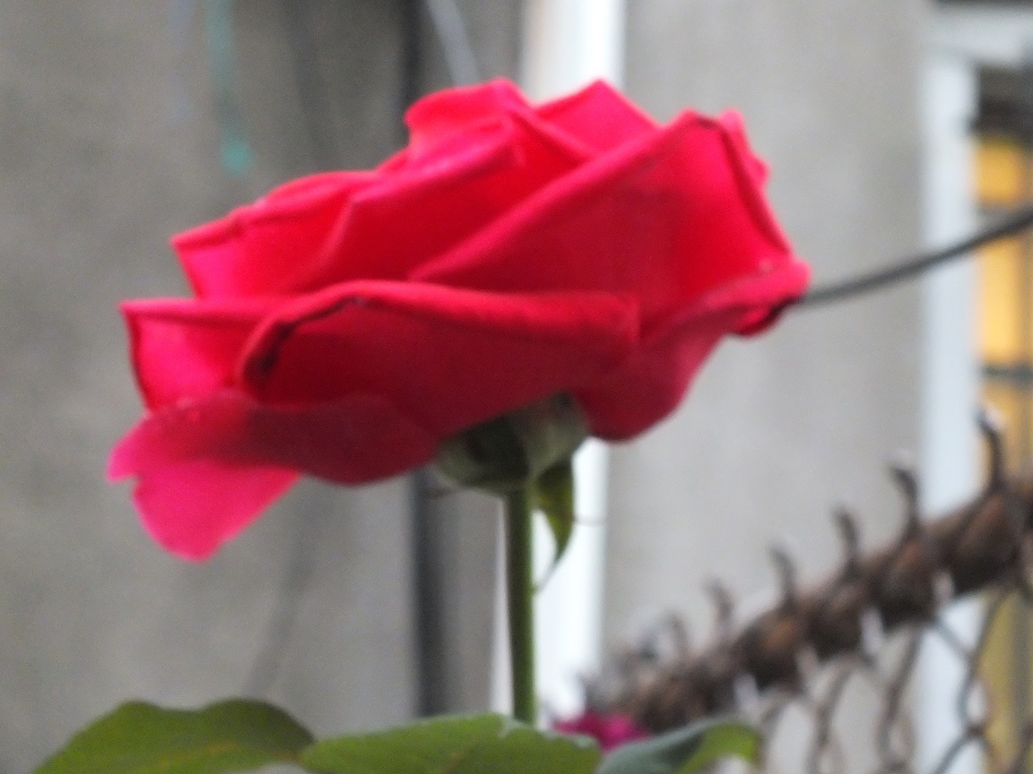 DSCF1949.JPG
