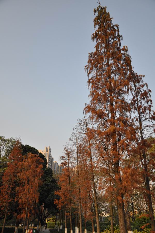 DSC_0466.JPG